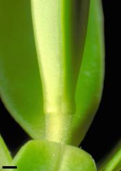 Veronica barkeri. Leaf bud with no sinus. Scale = 1 mm.
 Image: W.M. Malcolm © Te Papa CC-BY-NC 3.0 NZ